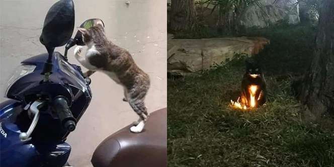 12 Potret Kucing dengan Tampilan Intimidatif, Bikin Warga Jadi Keder