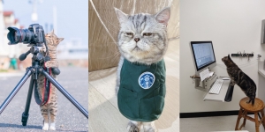 Dari Fotografer Sampai Waiters, Ini Potret Lucu Kucing Saat Bekerja Seperti Manusia