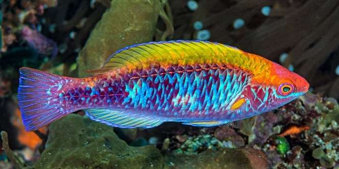 Nama Organ Gerak Ikan dan Fungsinya