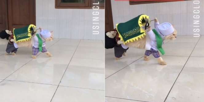 Viral Kucing Cosplay Angkut Keranda Jenazah, Ngeri tapi Kocak Juga