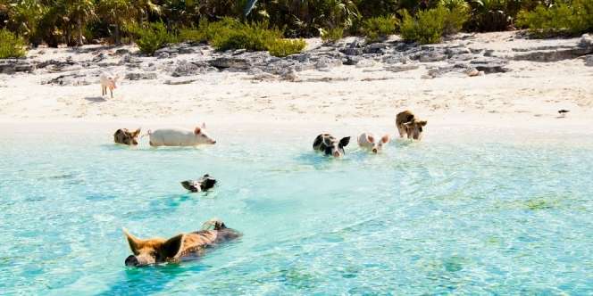 Uniknya Pig Beach, Merasakan Sensasi Berenang di Pantai Bersama Babi Liar