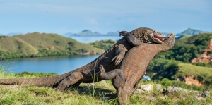 Tiket Terusan Taman Nasional Komodo dan Pulau Padar Diwacankan Naik Senilai Rp3,75 Juta Per Orang