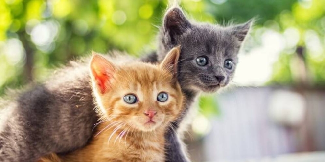 150 Nama Kucing Kembar Dua, Tiga untuk Jantan dan Betina