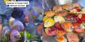 Cemburu Buta Suami Sibuk Ngurusin Ikan Hias, Istri Nekat Goreng 80 Ekor Discus yang Katanya Seharga Mobil