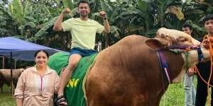 Raffi Ahmad Tunggangi Sapi Ontoseno 1,3 Ton Sebelum Kurban, Borong Belasan Ekor Lainnya