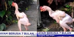 Viral Ayam Jago Tanpa Bulu yang Langka Banget di Pemalang, Bikin Netizen Kasihan Takut Kedinginan