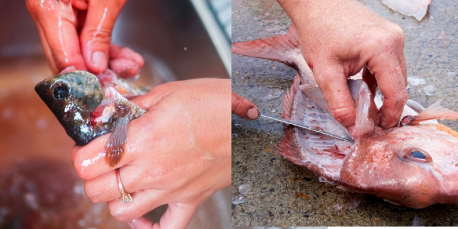 5 Cara Membersihkan Ikan Agar Tidak Amis dan Enak saat Diolah