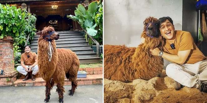 Punya Hewan Gak Biasa dan Lucu, Ini 7 Potret Gemas Irfan Hakim dan Alpaca Peliharaannya