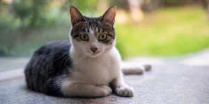 7 Cara Mengusir Kucing Liar Agar Tidak Berak Sembarang, Pakai Teknik Tanpa Bikin Bahaya ya!