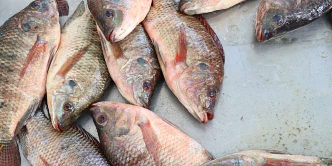 5 Ciri Ikan Sudah Tidak Segar, Gampang Diamati