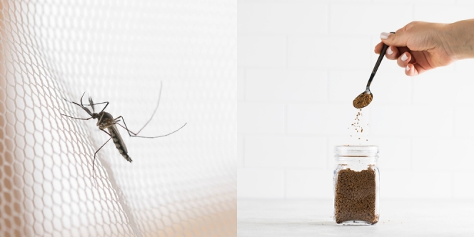 13 Cara Mengusir Nyamuk di Kamar yang Paling Mudah dan Cegah Datang Lagi