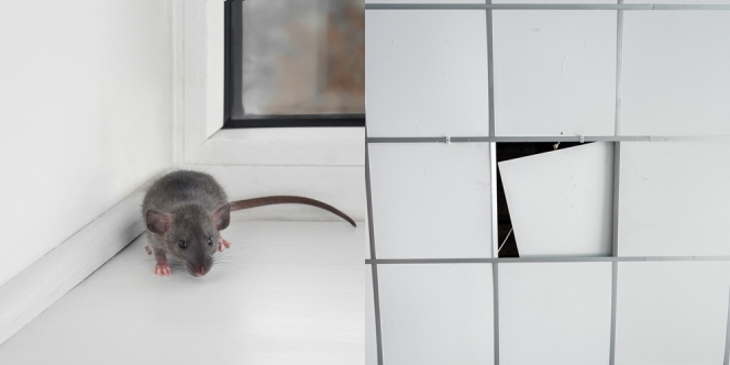 12 Cara Mengusir Tikus di Plafon dengan Bahan Alami dan Alat Sederhana