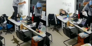Viral Video Ruang Kerja yang Tiba-tiba Diserang Biawak, Para Karyawan Langsung Teriak Histeris