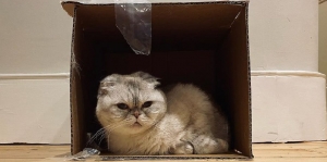 Sultan Tapi Mengeong, Kucing Milik Taylor Swift Miliki Kekayaan Mencapai Rp1,5 Triliun Loh
