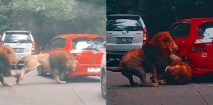 Viral Mobil Pengunjung Rusak Ditabrak Singa di Taman Safari Prigen Pasuruan, Begini Kronologinya