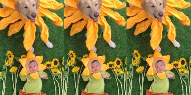 Bareng Anjing Tercinta, Ini Deretan Potret Baby Timo Anak Chef Arnold Cosplay Jadi Bunga Matahari