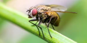 6 Cara Mengusir Lalat dengan Garam, Mudah, Cepat, dan Dijamin Ampuh