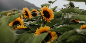 7 Manfaat Bunga Matahari untuk Kesehatan, Indah Sekaligus Penuh Nutrisi!
