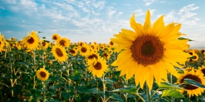 Cerita di Balik Keindahan Bunga Matahari, Sejarah hingga Manfaatnya