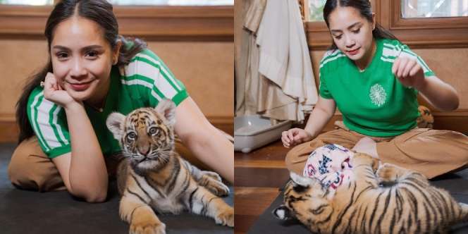 10 Potret Nagita Slavina Momong Anak Harimau Milik Alshad, Awalnya Takut Lama-lama Akrab