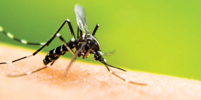 Kenali Ciri-ciri Nyamuk Anopheles Penyebab Malaria yang Mematikan