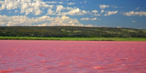 Danau Burlinskoye di Siberia Berubah Warna Jadi Pink Setiap Memasuki Musim Panas, Unik Banget!