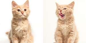 Hari Kucing Sedunia: Merayakan Kelucuan Anabul!