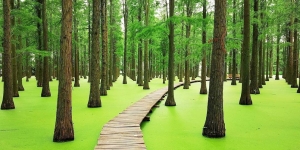 Menilik Keindahan 'Hutan Terapung' di Kawasan Danau Luyang China, Destinasi Favorit saat Musim Panas Tiba