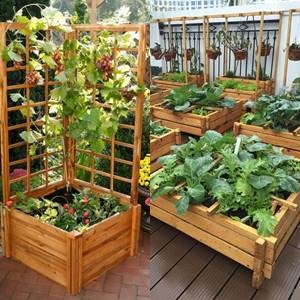 10 Ide Kreatif Membuat Kebun Sayur di Pekarangan Rumah dari Kayu sampai Barang Bekas, Minimalis tapi Panen Melimpah!