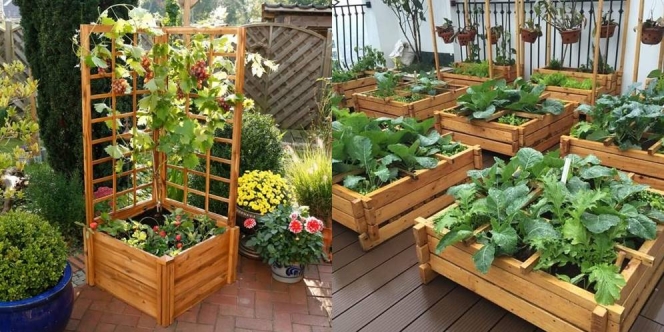 10 Ide Kreatif Membuat Kebun Sayur di Pekarangan Rumah dari Kayu sampai Barang Bekas, Minimalis tapi Panen Melimpah!