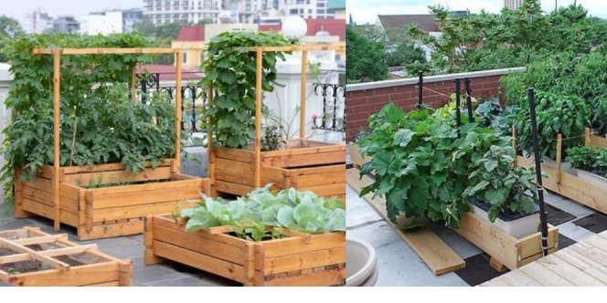 6 Cara Membuat Kebun Sayur di Atap Rumah yang Mudah dan Dijamin Subur!