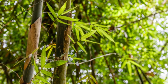 6 Fakta Wisata Hutan Bambu di Desa Penglipuran Bali, Warisan Turun-temurun yang Dilestarikan