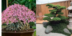 10 Inspirasi Taman Bonsai Depan Rumah Jenis Cemara Udang dan Berbunga