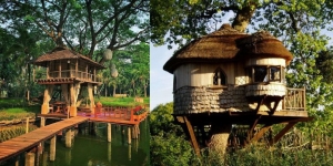 10 Desain Rumah Pohon Estetik yang Bisa Dibangun di Belakang Rumah