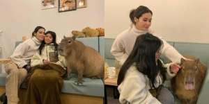 Menunggu Sebelum Cafe Buka, Ini Potret Marsha Timothy dan Sang Putri Akhirnya Bisa Main Bareng dengan Capybara! 