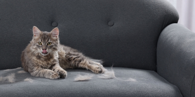 8 Cara Menghilangkan Bulu Kucing di Sofa, Auto Gak Kotor Lagi