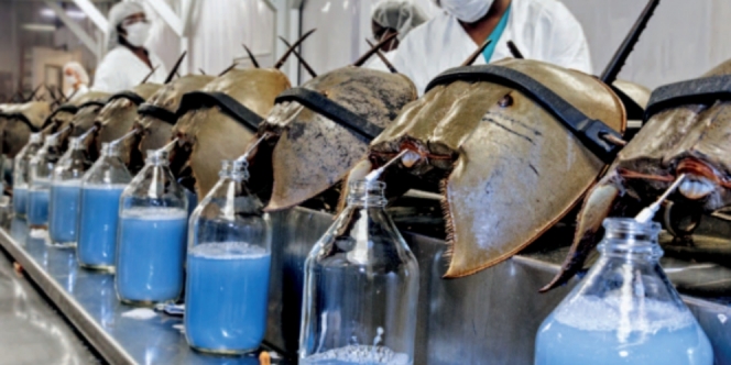 Manfaat Darah Biru Kepiting Tapal Kuda yang Harganya Capai Rp200 Juta Per Liter
