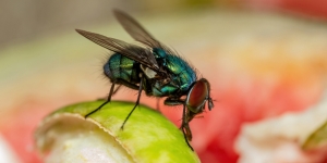 7 Cara Ampuh Mengusir Lalat yang Mudah Dilakukan dan Gak Ribet