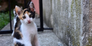 7 Cara Mengusir Kucing Agar Tidak Berak Sembarangan di Sekitar Rumah, Dijamin Nggak Bakal Datang Lagi