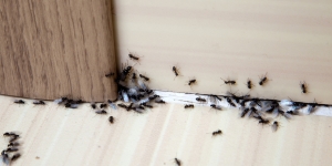 7 Bahan Pengusir Semut Alami, Bikin Semut Nggak Mau Balik Lagi!