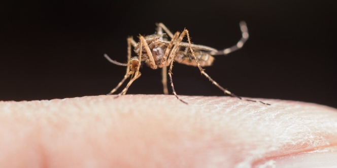 17 Cara agar Rumah Tidak Ada Nyamuk, Cukup dengan Bahan Alami Tubuh Dijamin Bebas Gatal-Gatal
