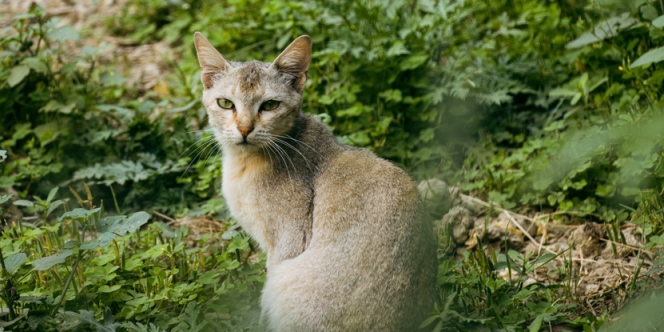 8 Cara Aman Mengusir Kucing Tanpa Perlu Menggunakan Racun