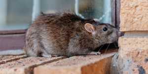 9 Bau yang Tidak Disukai Tikus Beserta Alasannya dan Cara Menggunakannya
