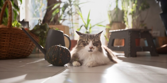 9 Tips agar Rumah Tidak Bau Kucing, Ruangan Tetap Segar Sepanjang Hari