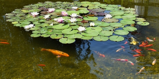 9 Cara Menghilangkan Lumut di Kolam Ikan, Mudah Tanpa Ribet dan Bersih Sempurna