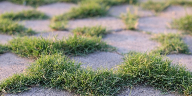 8 Tips Membersihkan Rumput Liar di Paving Halaman Rumah, Solusi Praktis Tanpa Mencabuti