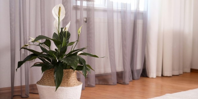 7 Manfaat Pentingnya Tanaman Hias Dalam Rumah, Gak Cuma Buat Mempercantik Ruangan lho