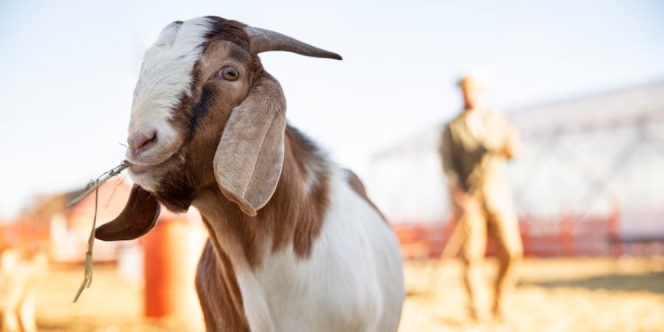 Apa Pengaruh Daging Kambing untuk Darah Tinggi?