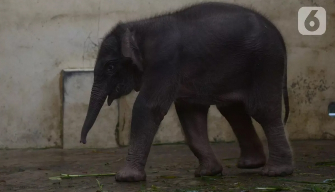 Lahir di Kala Pandemi, 10 Potret Lucu Bayi Gajah Bernama Covid yang Super Ngegemesin!