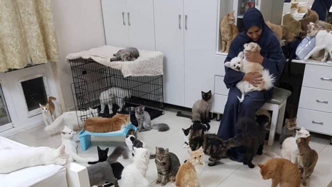 Dedikasi Penuh, Wanita Ini Rawat dan Jadikan Rumahnya untuk Tempat Tinggal Ratusan Kucing Liar